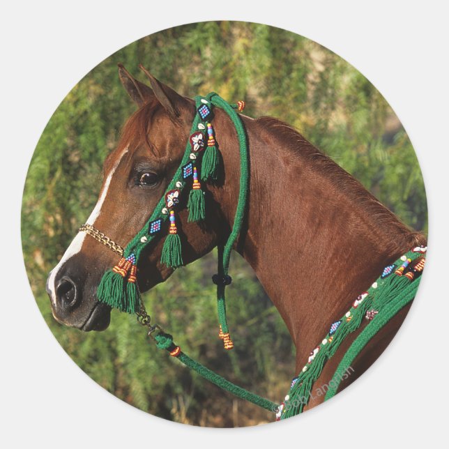 Arab Horse Headshot with Bridle Classic Round Sticker (Front)