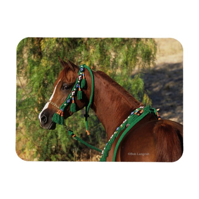Arab Horse Headshot with Bridle Magnet (Horizontal)