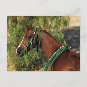 Arab Horse Headshot with Bridle Postcard