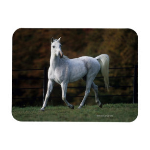 Arab Horse Running 1 Magnet