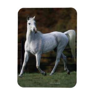 Arab Horse Running 1 Magnet