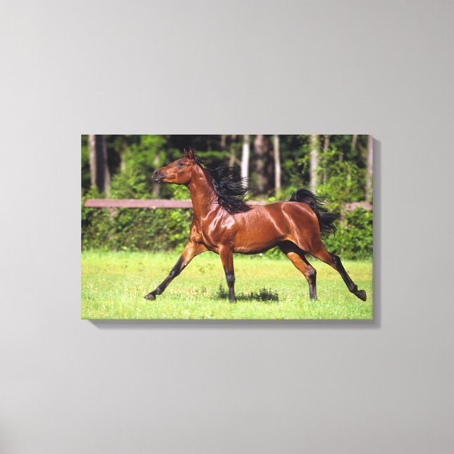 Arab Horse Running 2 Canvas Print (Front)