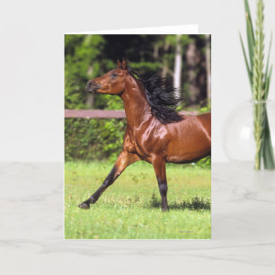 Arab Horse Running 2 Card
