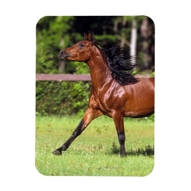 Arab Horse Running 2 Magnet (Vertical)