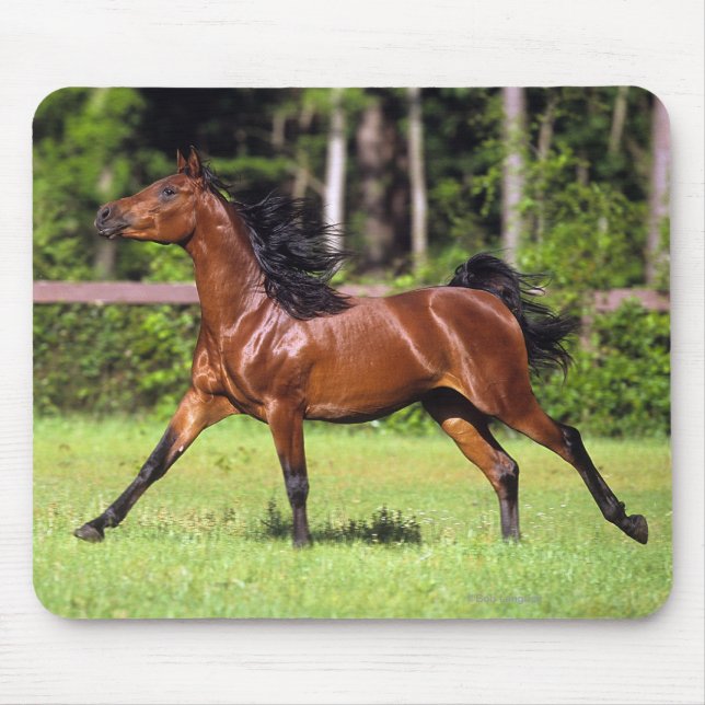 Arab Horse Running 2 Mouse Pad (Front)