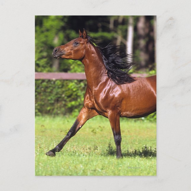 Arab Horse Running 2 Postcard (Front)