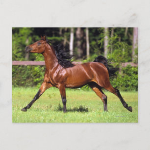 Arab Horse Running 2 Postcard