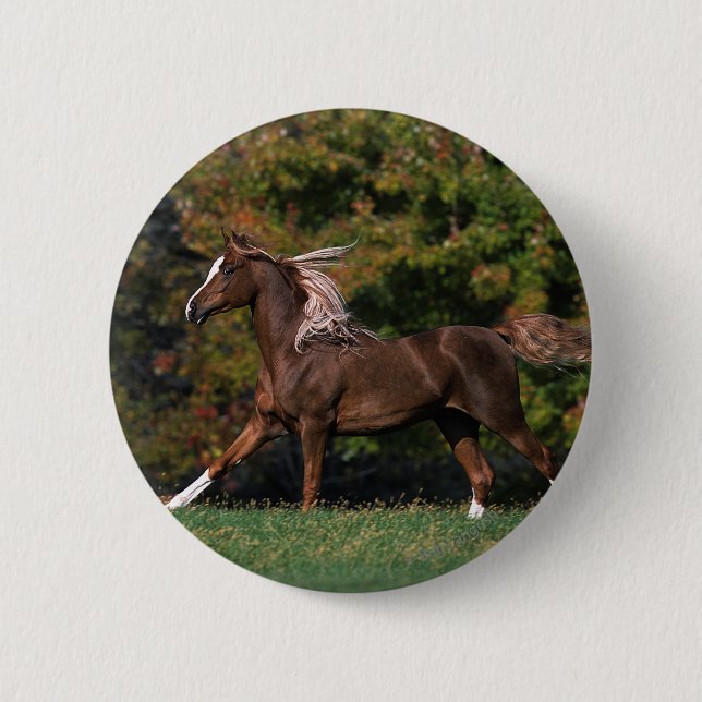 Arab Horse Running in Grassy Field 6 Cm Round Badge (Front)