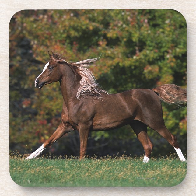 Arab Horse Running in Grassy Field Coaster (Front)