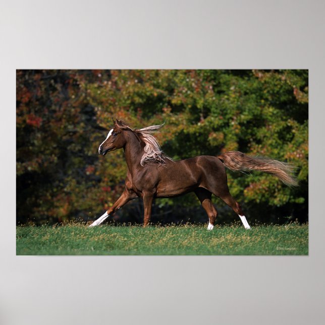 Arab Horse Running in Grassy Field Poster (Front)