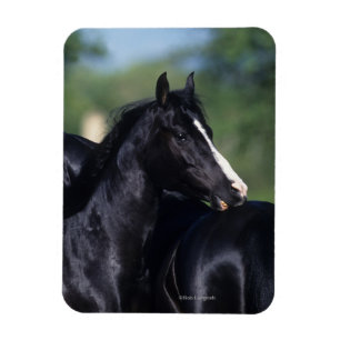 Arab Horse Scratching Magnet