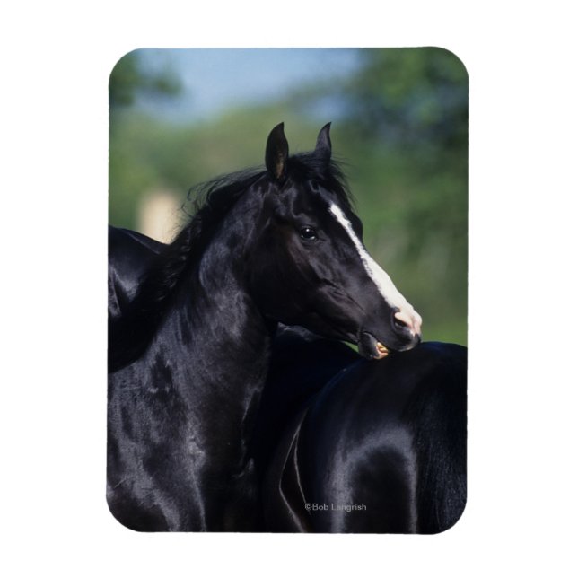 Arab Horse Scratching Magnet (Vertical)