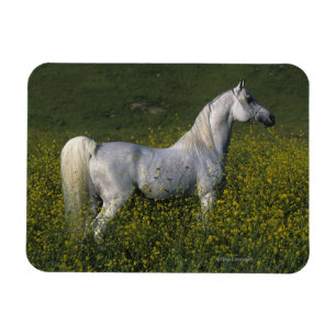Arab Horse Standing in Flowers Magnet