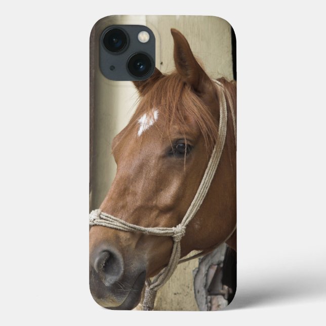 Arab Horses Case-Mate iPhone Case (Back)