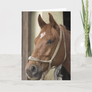 Arab Horses Greeting Card