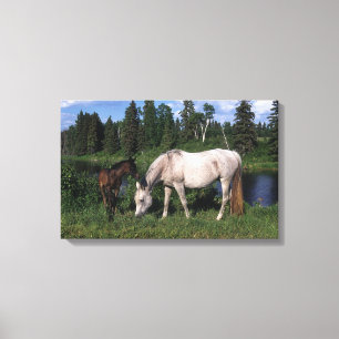 Arab Mare & Foal 2 Canvas Print