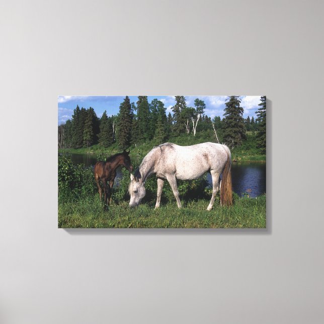Arab Mare & Foal 2 Canvas Print (Front)