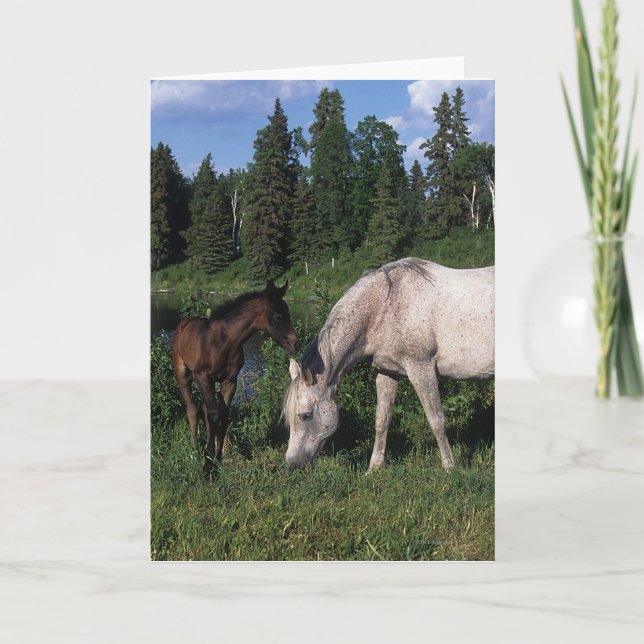Arab Mare & Foal 2 Card (Front)