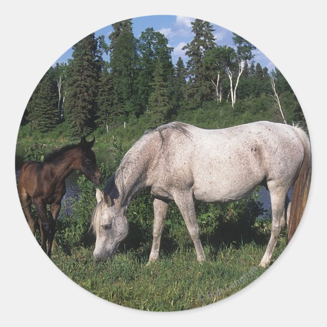 Arab Mare & Foal 2 Classic Round Sticker (Front)