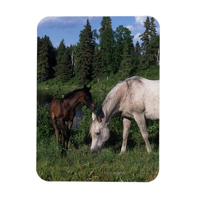 Arab Mare & Foal 2 Magnet (Vertical)