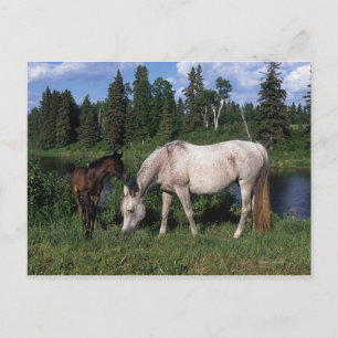 Arab Mare & Foal 2 Postcard
