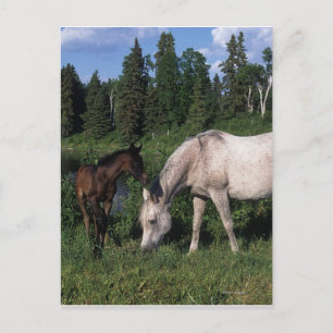 Arab Mare & Foal 2 Postcard