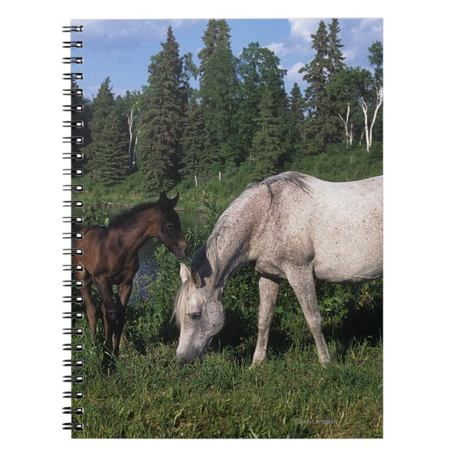 Arab Mare & Foal 2 Spiral Notebook (Front)