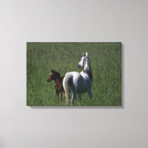 Arab Mare & Foal Canvas Print