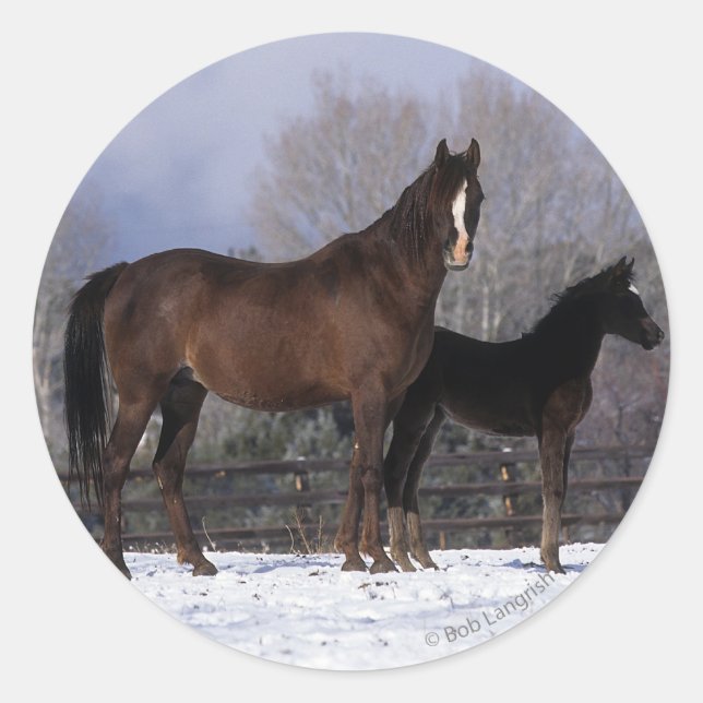 Arab Mare & Foal in Snow Classic Round Sticker (Front)