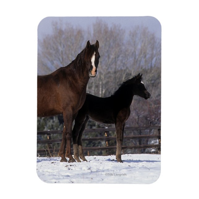 Arab Mare & Foal in Snow Magnet (Vertical)