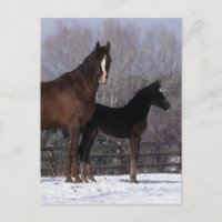 Arab Mare & Foal in Snow