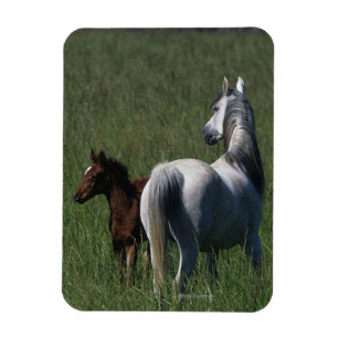Arab Mare & Foal Magnet