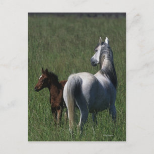Arab Mare & Foal Postcard