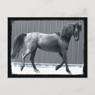Arab Prance Postcards