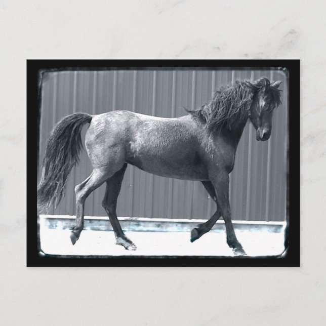 Arab Prance Postcards (Front)