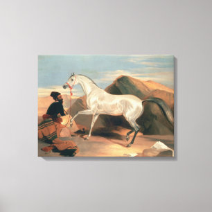 Arab Stallion Canvas Print