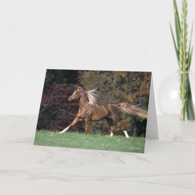 Arab Stallion Running Flowing Mane And Tail Card (Front)
