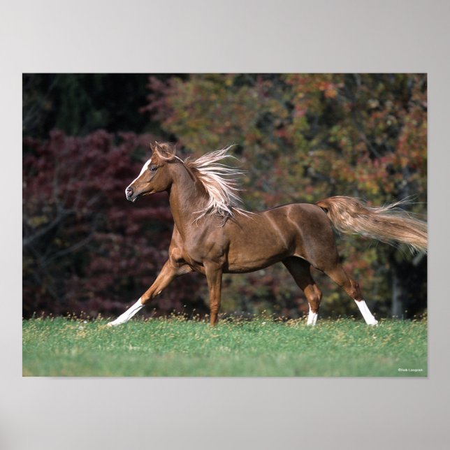 Arab Stallion Running Flowing Mane And Tail Poster (Front)