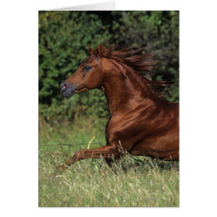 Arab Stallion Running in the Grass