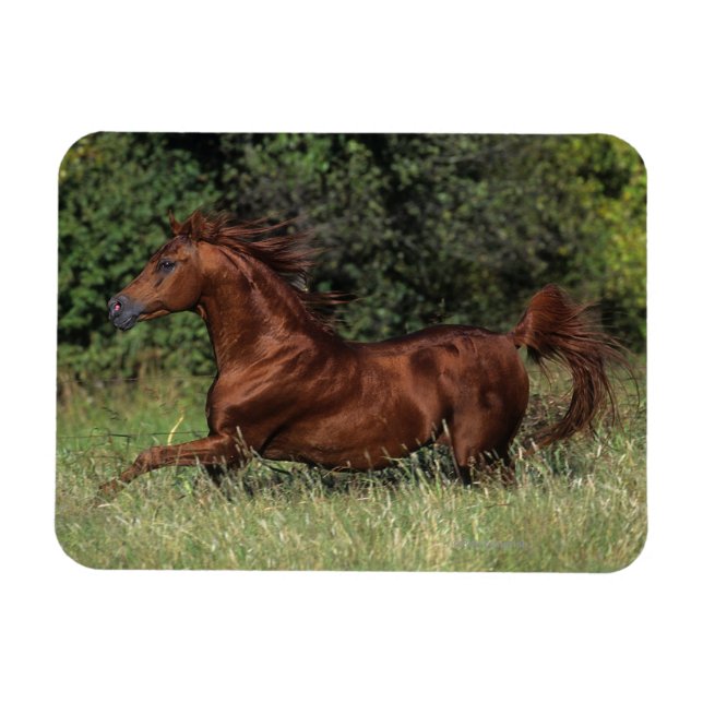 Arab Stallion Running in the Grass Magnet (Horizontal)