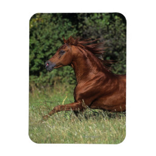 Arab Stallion Running in the Grass Magnet