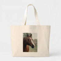 Arabian at Pasture