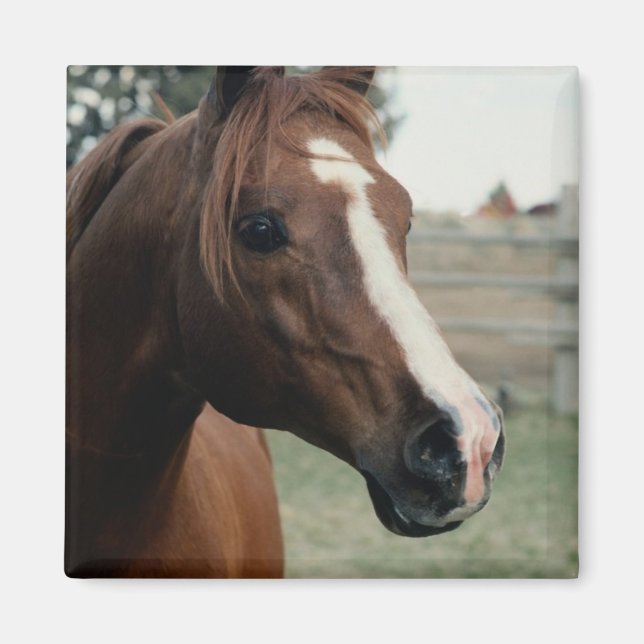 Arabian at Pasture Magnet (Front)