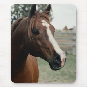 Arabian at Pasture Mouse Pad