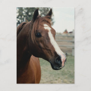 Arabian at Pasture Postcard