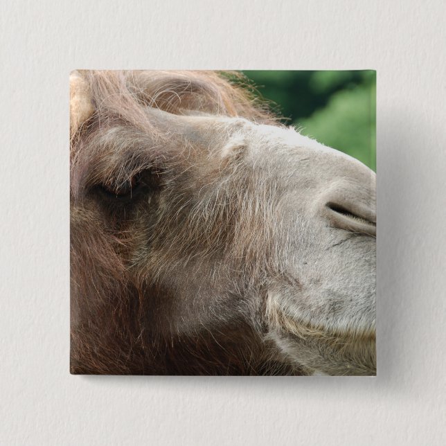 Arabian Camel Button (Front)