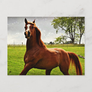 'Arabian Dreamz' Postcard