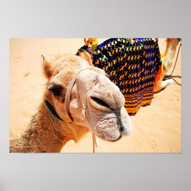 Arabian Dromedary Camel Poster (Front)