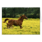Arabian foal and mare running through