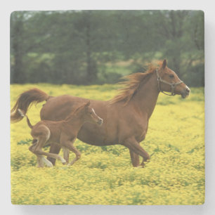 Arabian foal and mare running through stone coaster